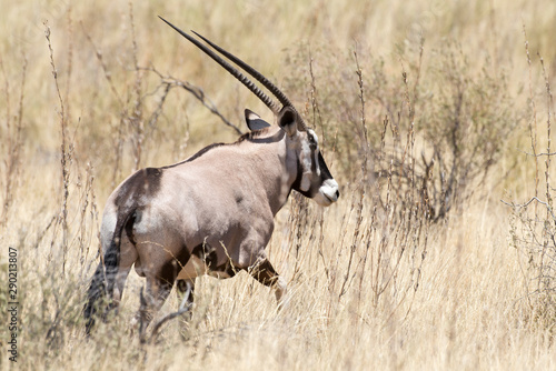 Fototapeta Naklejka Na Ścianę i Meble -  oryx gazelle, gemsbok, Oryx gazella, Parc national Kalahari, Afrique du Sud