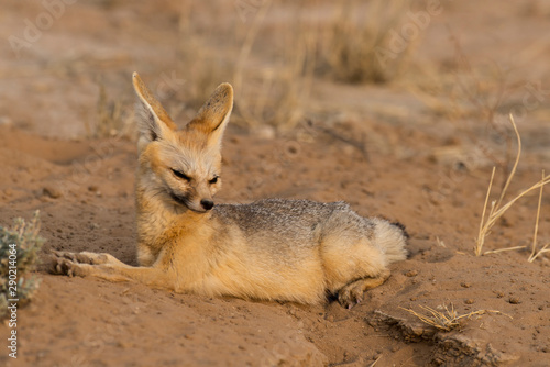 Renard du Cap, Vulpes chama, Parc national Kalahari, Afrique du Sud photo