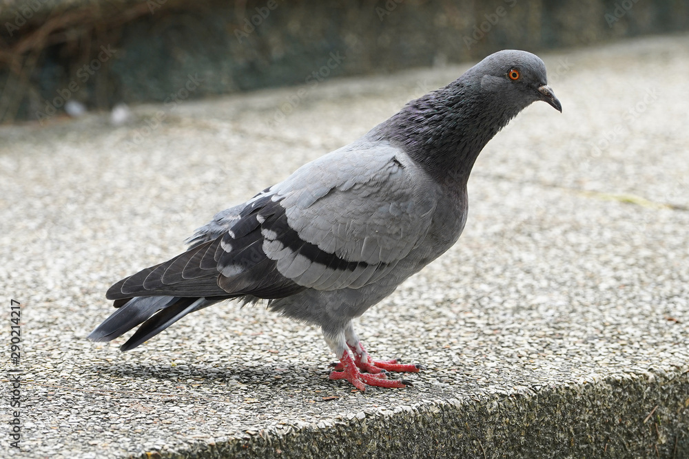 Obraz premium Dove bird close up zoom sharp high quality