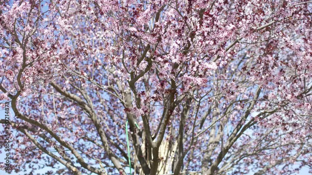 Cherry blossoms. Beautiful pink flowery fruit tree under a blue sky in spring with a lot of purple flowers blowing in the warm wind of the season. Tree in bloom. Cherry blossoms. Beautiful pink flowery fruit tree under a blue sky in spring with a lot of purple flowers blowing in the warm wind of the season. Tree in bloom.