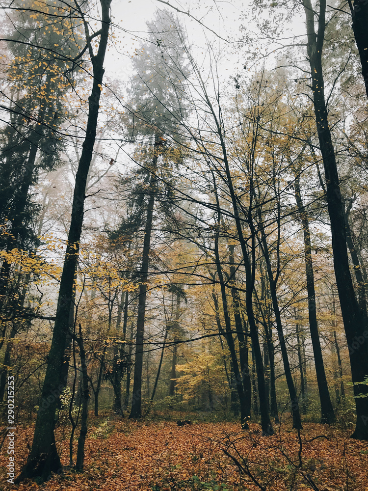 Autumn foggy woods with fall leaves in cold morning. Mist in autumn forest with yellow leaves. Tranquil moment. Atmospheric morning. Hello fall