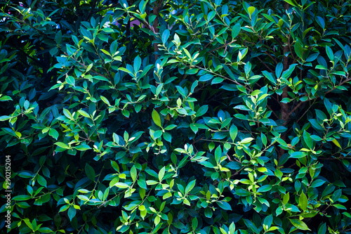Fresh green nature layout of Ficus annulata ,dark green leaf pattern background, ecology
