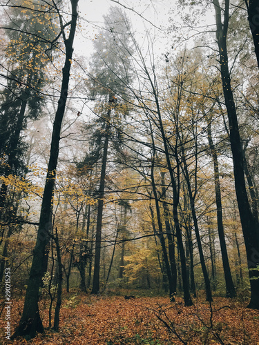 Autumn foggy woods with fall leaves in cold morning. Mist in autumn forest with yellow leaves. Tranquil moment. Atmospheric morning. Hello fall