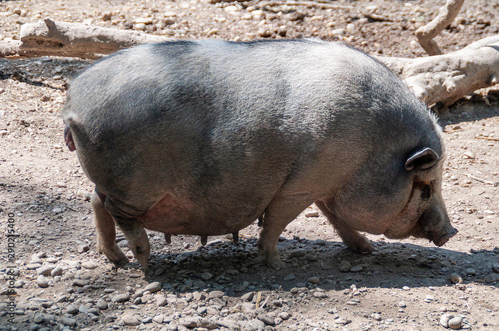 Very lazy, cute and beautiful pot-bellied pig Very lazy, cute and beautiful pot-bellied pig
