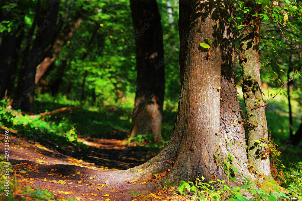 autumn forest with with sunlight autumn forest with with sunlight