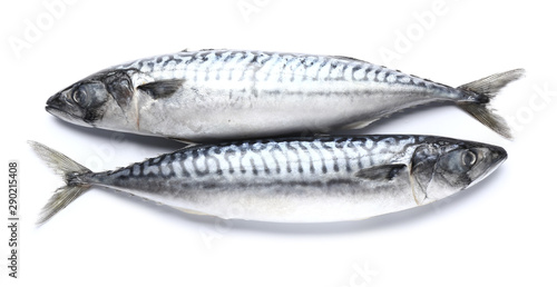 Raw mackerel fish on white background