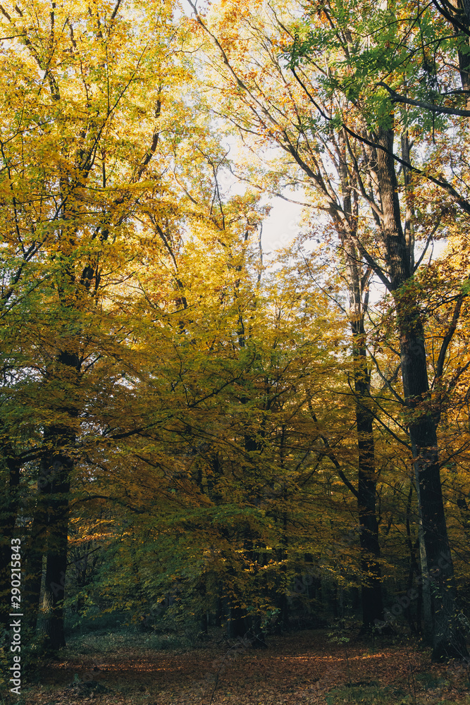 Fototapeta premium Autumn woods. Beautiful yellow and green trees in sunny warm forest. Autumnal background. Oak and hornbeam golden trees. Hello fall. Tranquil moment