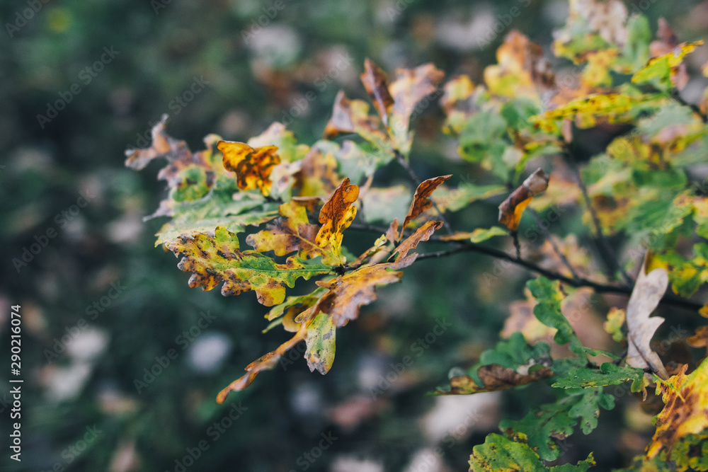 Autumn leaves on tree branch in sunny woods. Beautiful yellow green oak leaves on branches in fall. Autumn forest. Tranquil moment. Copy space Autumn leaves on tree branch in sunny woods. Beautiful yellow green oak leaves on branches in fall. Autumn forest. Tranquil moment. Copy space