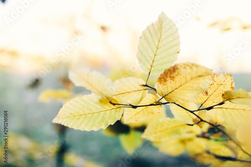 Autumn leaves on tree branch in sunny woods. Beautiful yellow hornbeam leaves on branches in fall. Autumn forest. Tranquil moment. Copy space