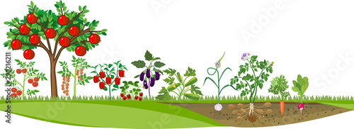 Kitchen garden or vegetable garden with different vegetables and fruit trees