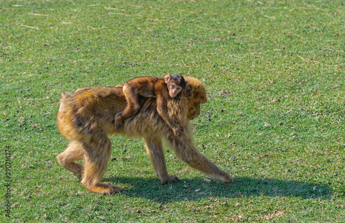 Gibraltar monkey with his son