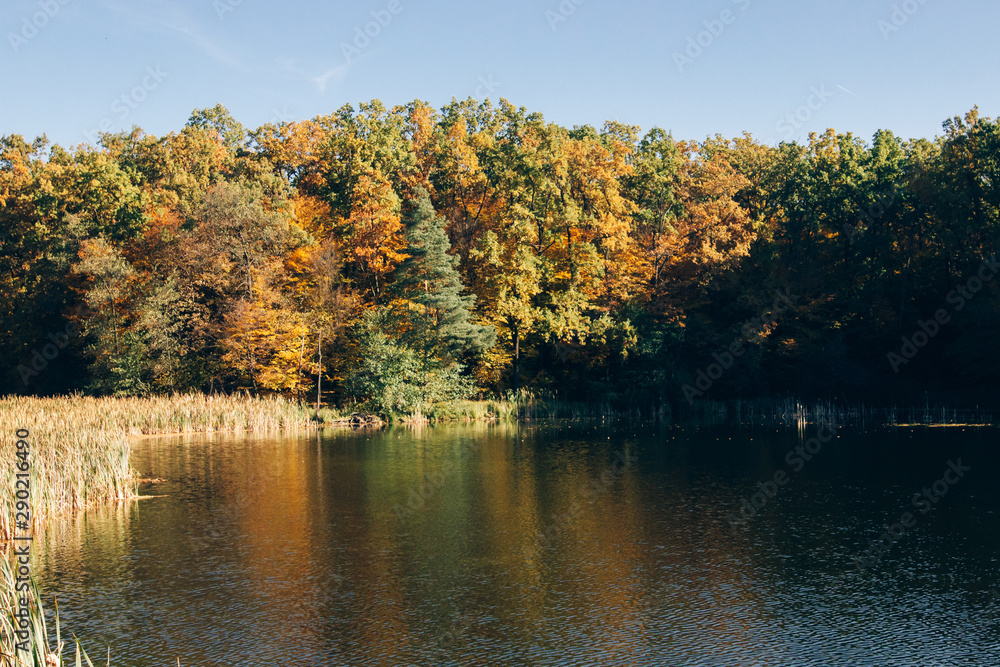 Beautiful lake in sunny autumn woods in cold morning. Tranquil moment. Atmospheric morning. Trees with fall leaves and lake. Autumn in forest Beautiful lake in sunny autumn woods in cold morning. Tranquil moment. Atmospheric morning. Trees with fall leaves and lake. Autumn in forest