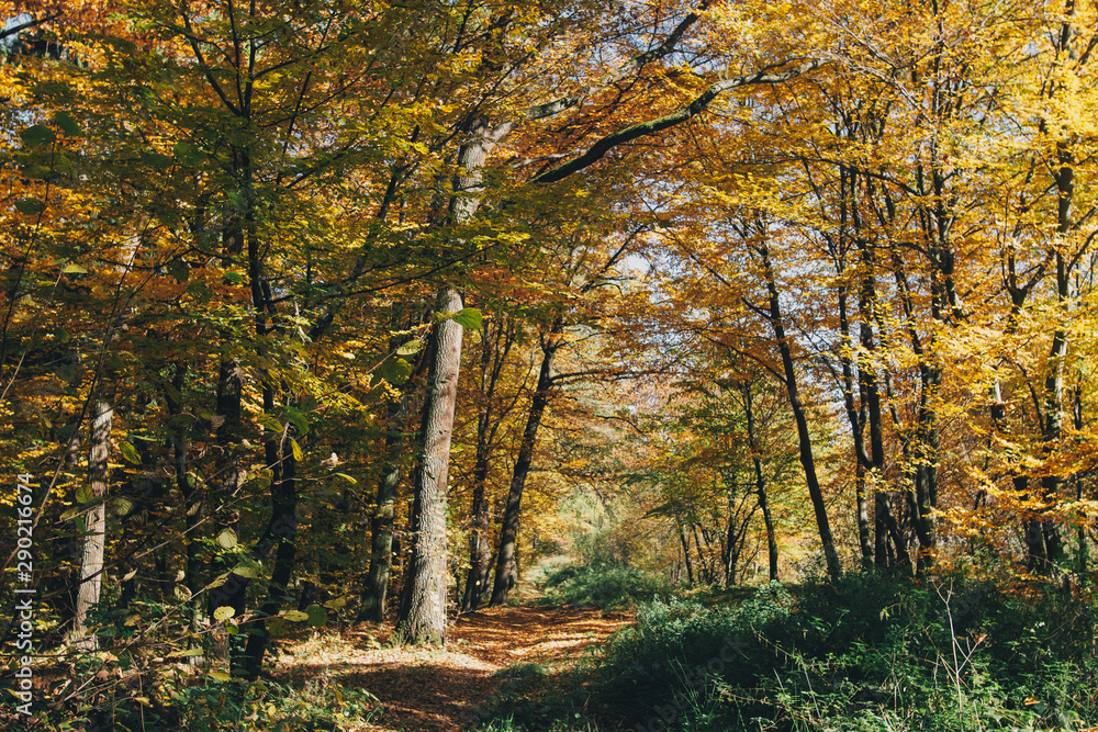 Obraz premium Autumn woods. Beautiful golden trees and path way in fall leaves in sunny warm forest. Oak and hornbeam yellow and green trees. Hello fall. Tranquil moment. Autumnal background.