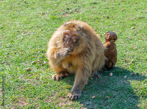Gibraltar monkey with his son