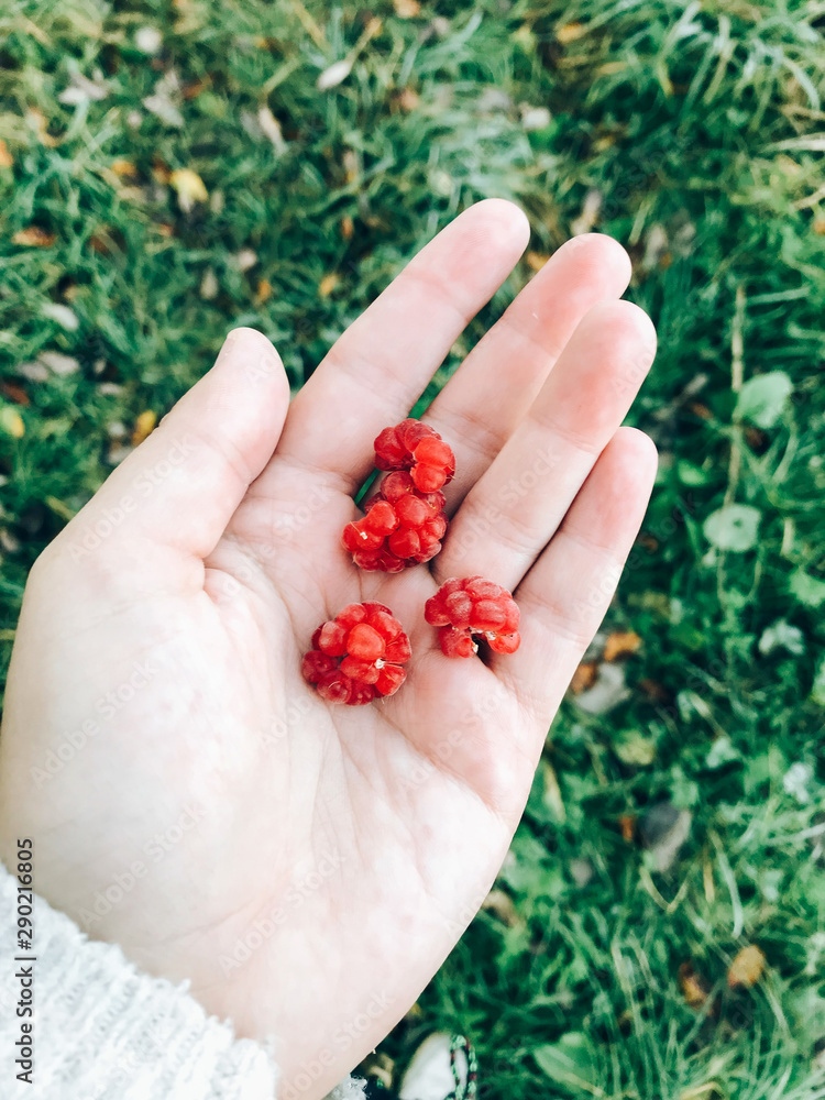 Raspberries in hand. Girl picking raspberries in september in cold morning in woods. Delicious healthy food Raspberries in hand. Girl picking raspberries in september in cold morning in woods. Delicious healthy food