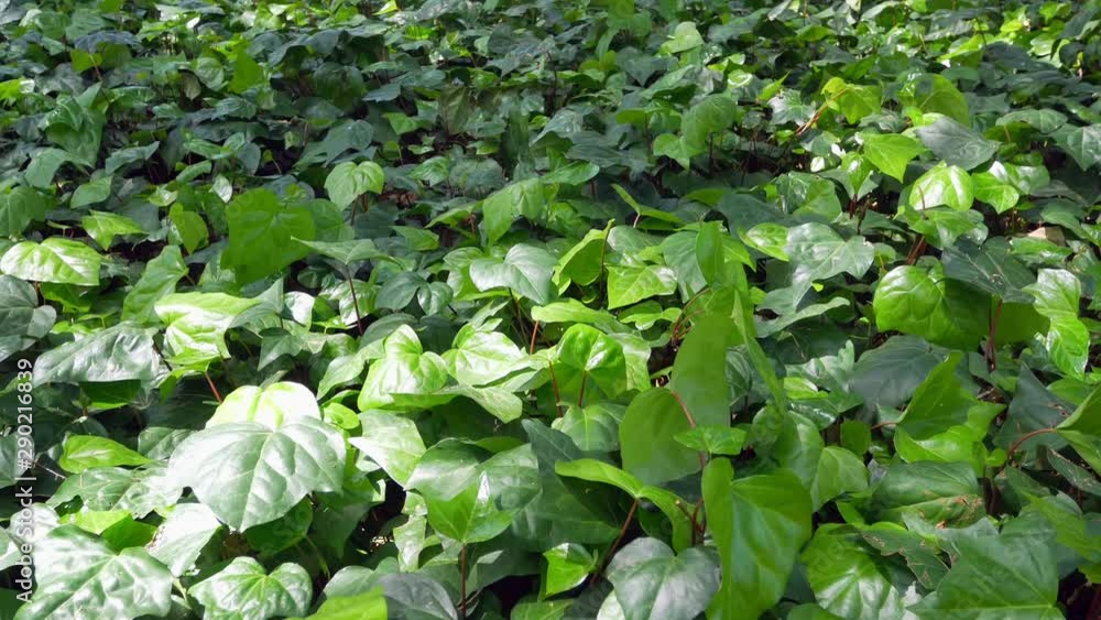 Field of the greenery plant leaves in Hibiya Park Garden -Tokyo, Japan in summer spring sunshine wind blowing day time -4K UHD video movie footage short Field of the greenery plant leaves in Hibiya Park Garden -Tokyo, Japan in summer spring sunshine wind blowing day time -4K UHD video movie footage short