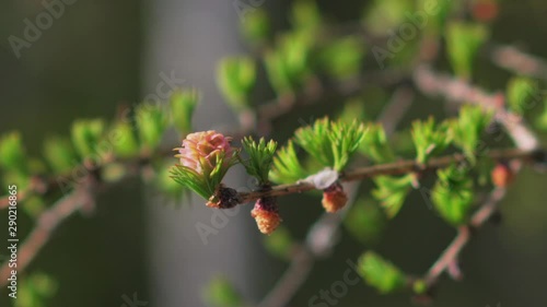 beautiful branch moving with the air with little flower button photo