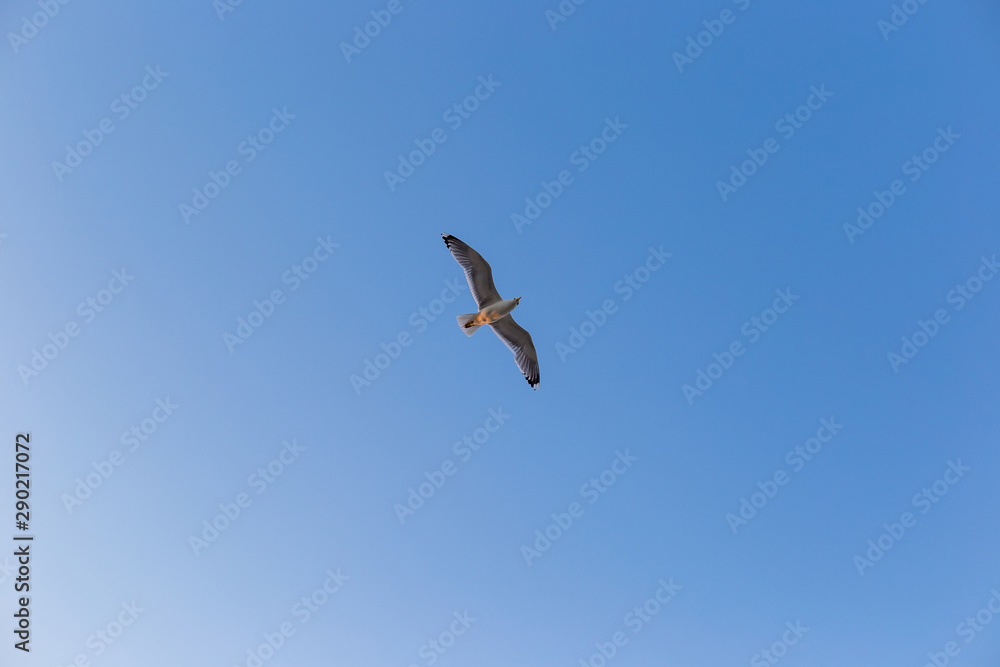 Seagull on a background of blue sky Seagull on a background of blue sky