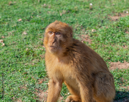 Gibraltar monkey sitting on the grass
