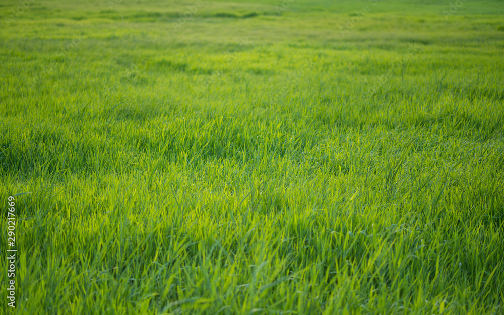Grüne Wiese, grünes Gras, ohne Himmel, geringe Schärfentiefe, selektive Schärfe
