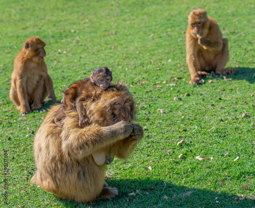 Gibraltar monkey with his son