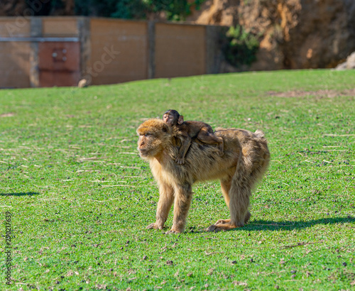 Gibraltar monkey with his son photo