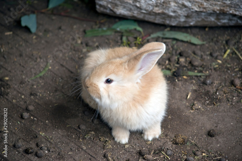 this is a baby rabbit or kit