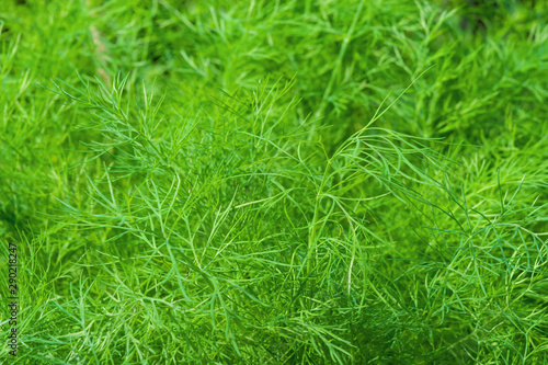 Natural green background of fresh food plant dill close up