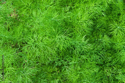 Natural green background of fresh food plant dill close up