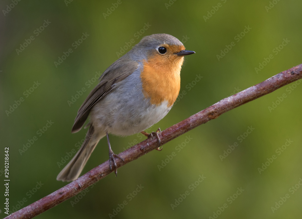 European robin (Erithacus rubecula), a cute little bird. European robin (Erithacus rubecula), a cute little bird.