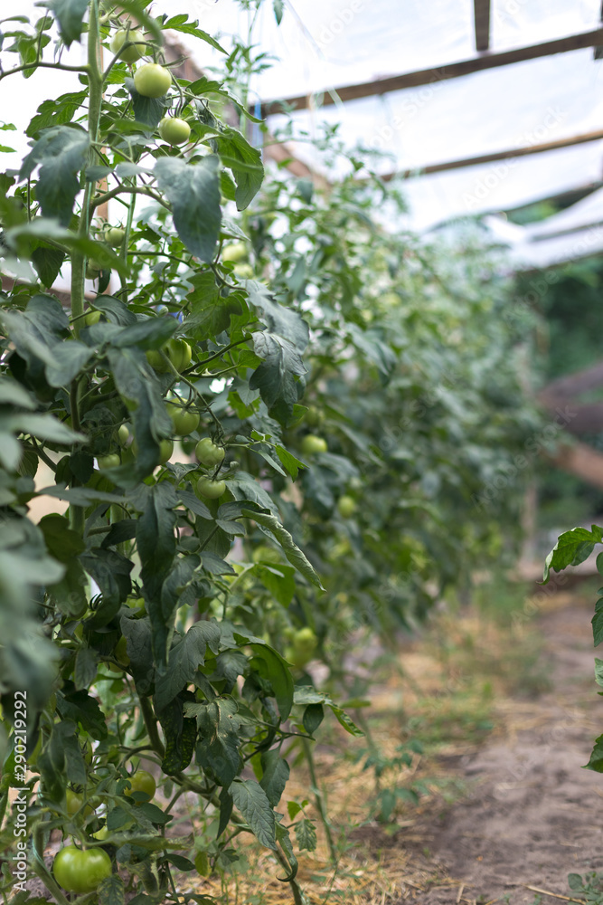 Obraz premium Unripe green tomatoes in a rural greenhouse