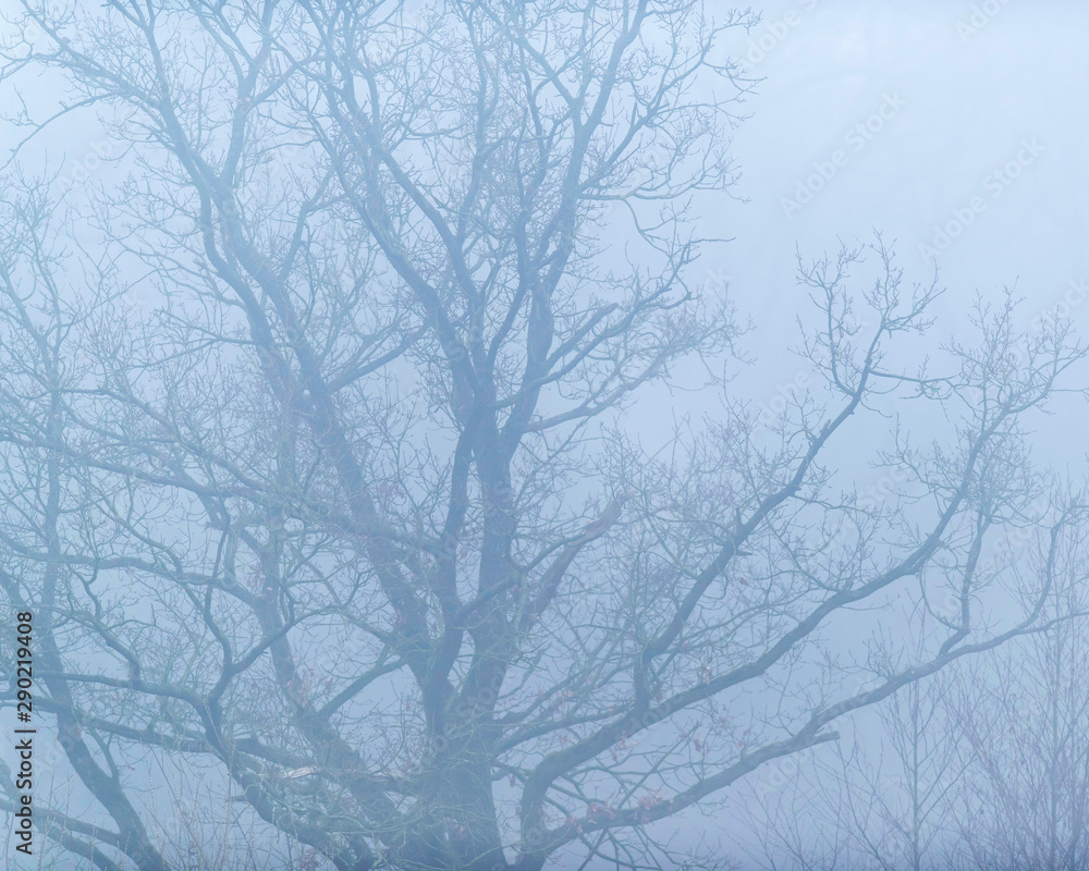Old bare winter tree in mist. Old bare winter tree in mist.