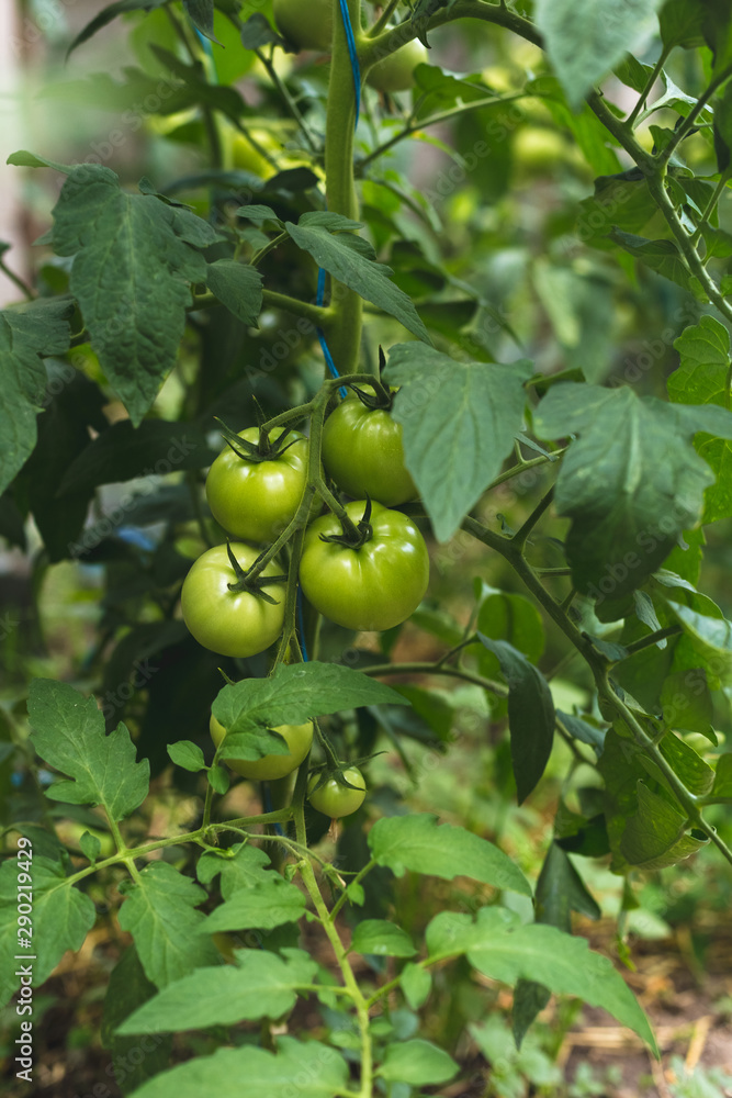 Unripe green tomatoes in a rural greenhouse