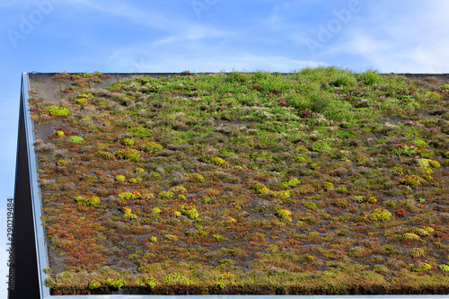 Ecological green roof in the Netherlands