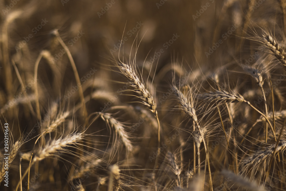Fototapeta premium Wheat on the field. Plant, nature, rye. Rural summer field landscape