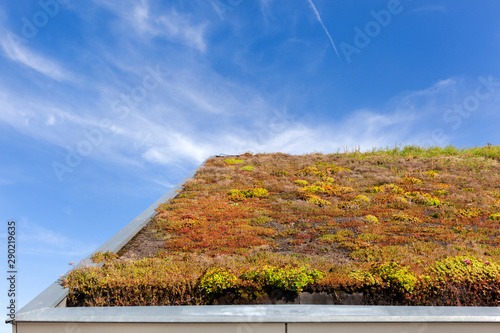 Ecological green roof in the Netherlands
