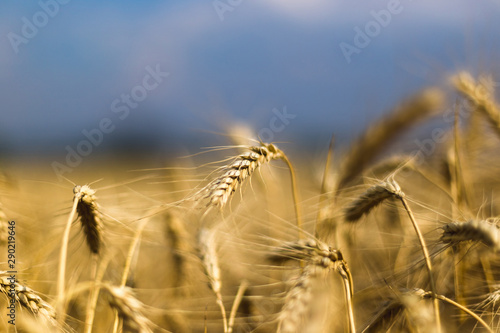 Wheat on the field. Plant, nature, rye. Rural summer field landscape