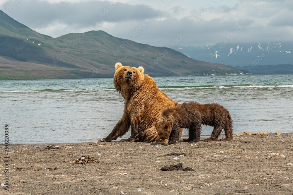 Ruling the landscape, brown bears of Kamchatka (Ursus arctos beringianus) Ruling the landscape, brown bears of Kamchatka (Ursus arctos beringianus)