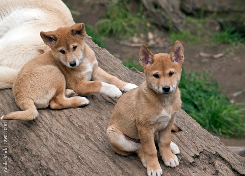 the 8 week old golden dingo are resting © susan flashman