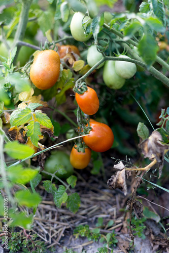 Tomatoes in a rural garden