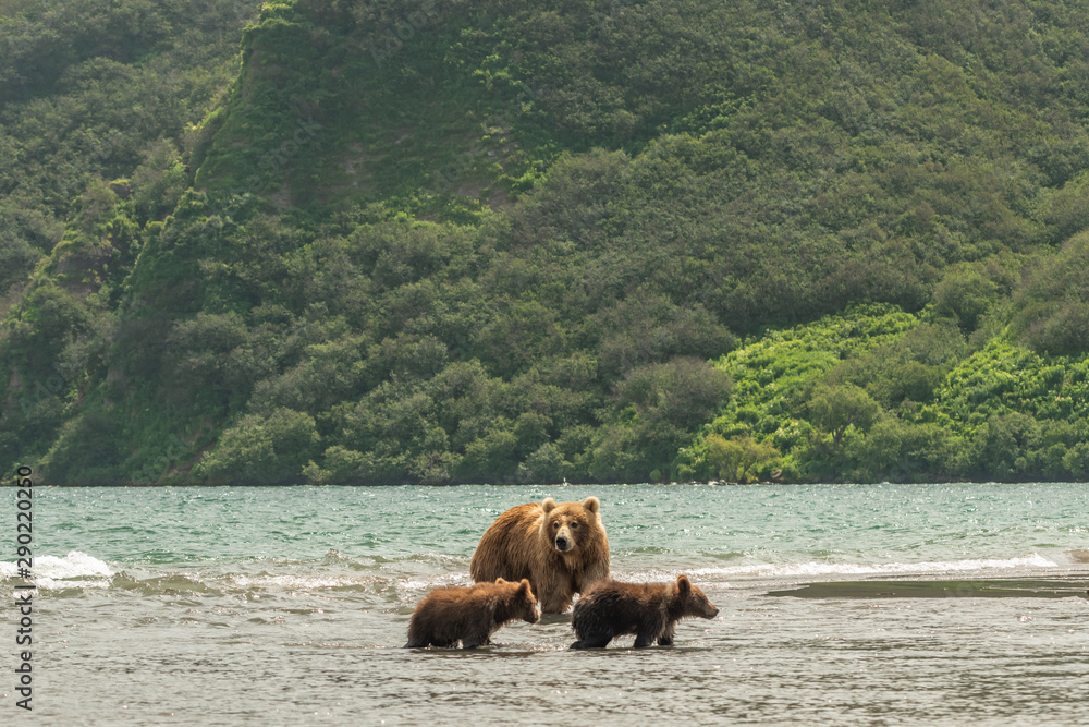 Ruling the landscape, brown bears of Kamchatka (Ursus arctos beringianus) Ruling the landscape, brown bears of Kamchatka (Ursus arctos beringianus)