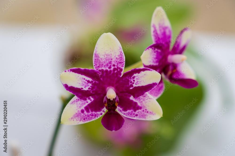 Fototapeta premium Autumn greenhouse with unique plants