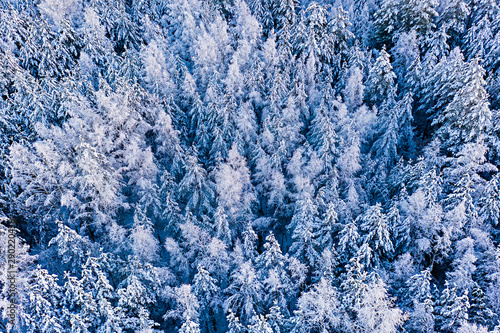 Snow fell down on trees in thick forest  aerial landscape. Spruce and pine in winter