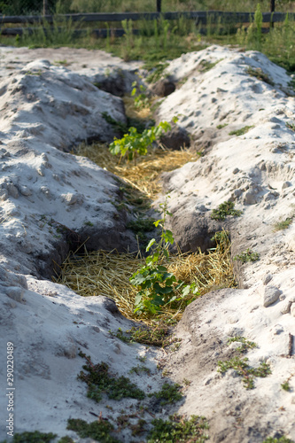 The process of growing grapes in pits. Mulching grapes. © bearok