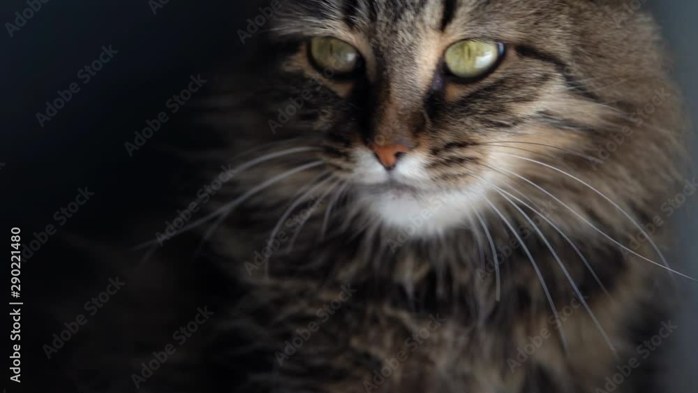Cute tabby domestic cat washing up close up Cute tabby domestic cat washing up close up