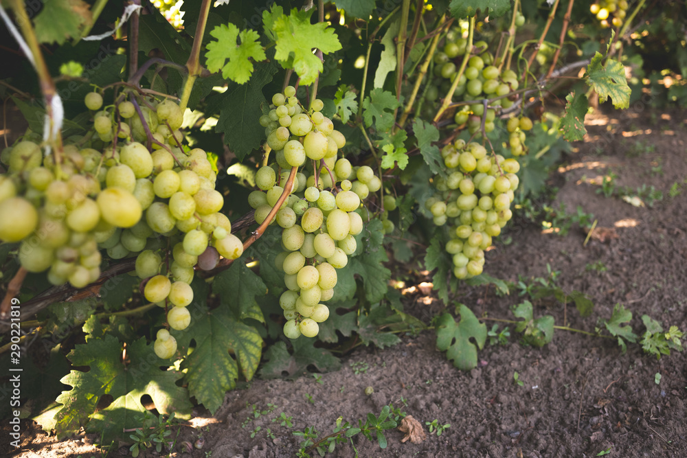 Bunch of ripe grapes on a vine