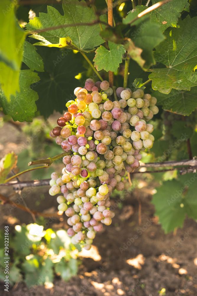 Bunch of ripe grapes on a vine Bunch of ripe grapes on a vine