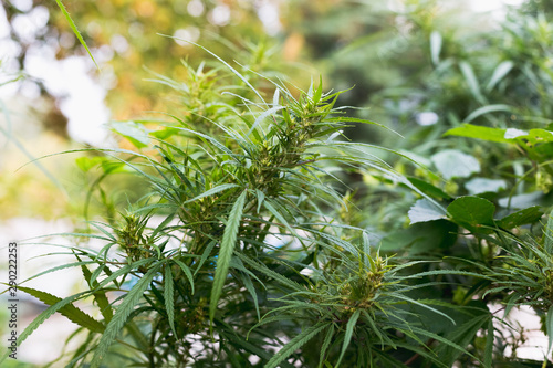 A cannabis plant, a marijuana bush in the countryside