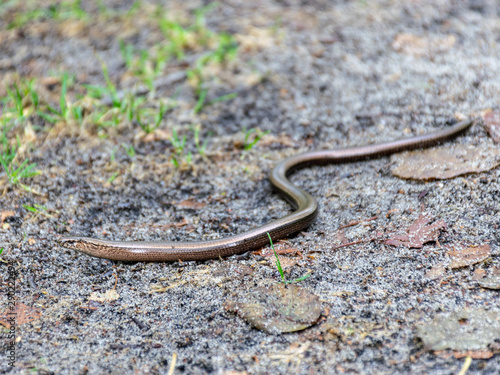 view of a small snake on a sandy trail