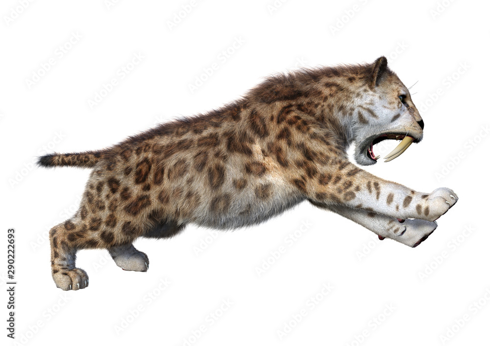 3D Rendering Sabertooth Tiger on White 3D Rendering Sabertooth Tiger on White